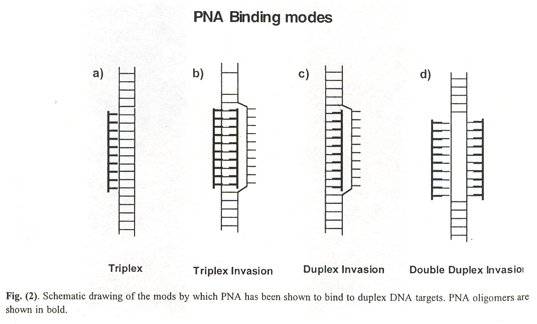PNA Invasion