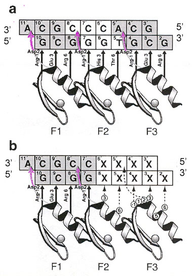 Zinc Fingers used for a Methytransferase