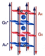 Inercalation of Octaplex I-motif Structures