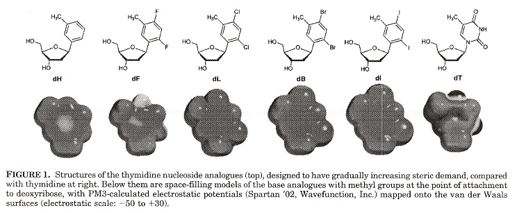 Thymidine Halogen Analogues