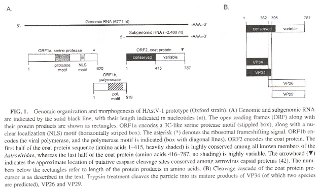 Astrovirus Genomic Organization