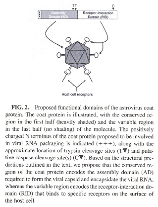 Astrovirus Protein Coat Domains