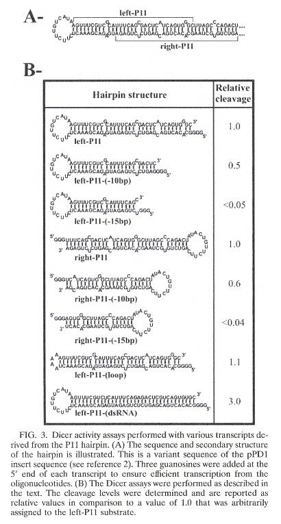 RNA sense or polarity