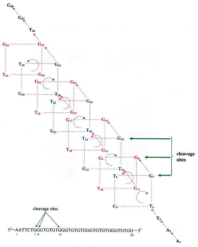 G-Quartet Endonuclease Cleavage