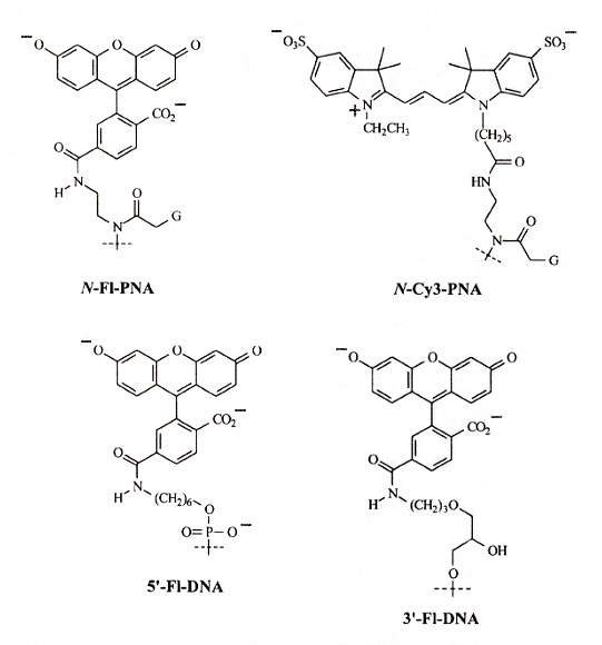 PNA/DNA Flourophore Structures