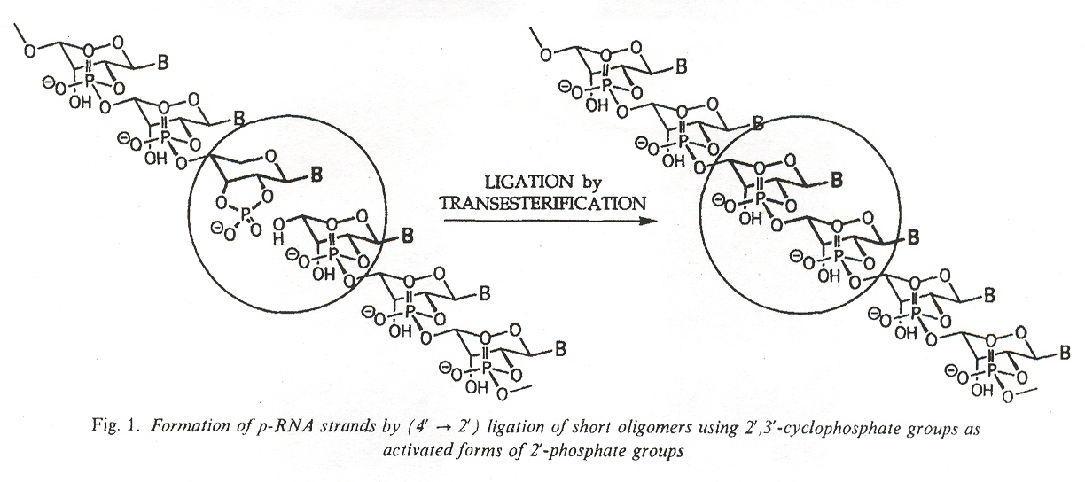 p-RNA