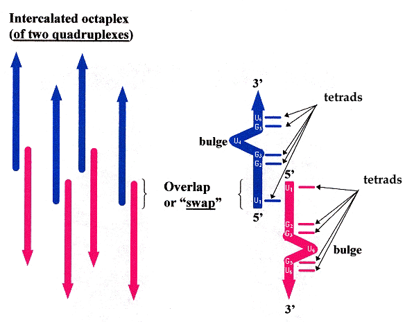 Quadruplex base U bulges and Swapping