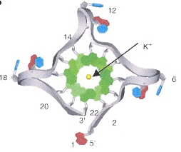 TTA External 'Propeller' Loop