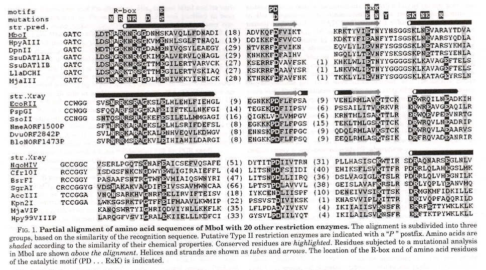Amino-acid Structural Similarities