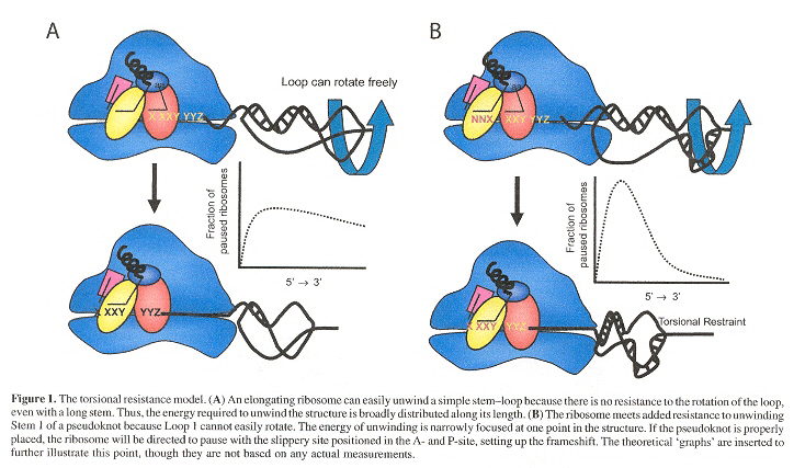 Pseudoknot Torsional Resistance Model of Frameshifting