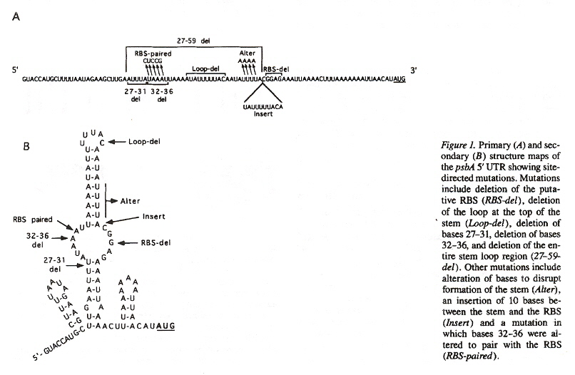 Translational Expression of RNA from ctDNA