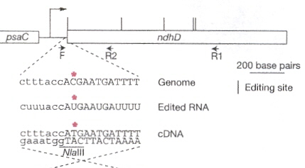 RNA Editing
