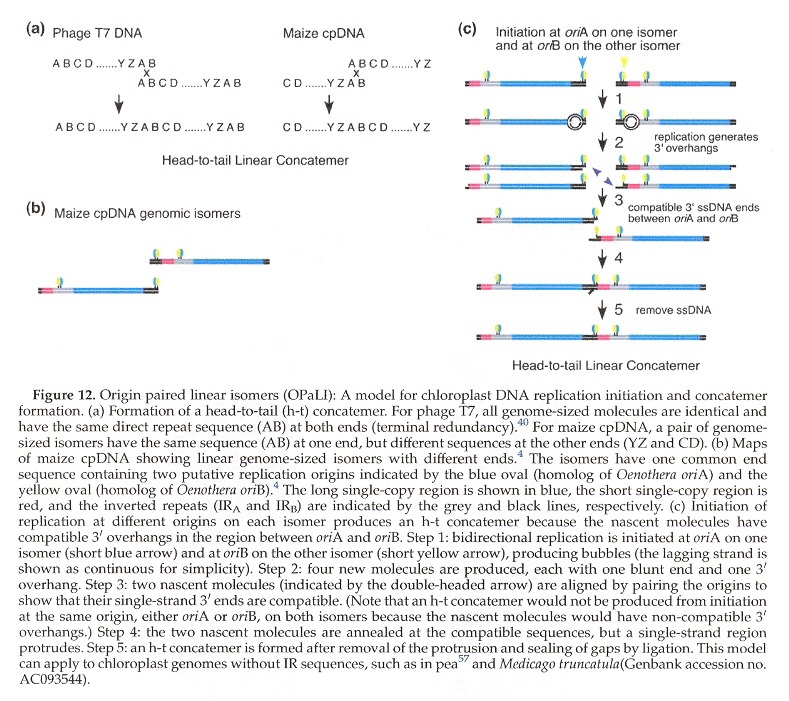 cpDNA Replication: Linear Concatemers (non-standard model)