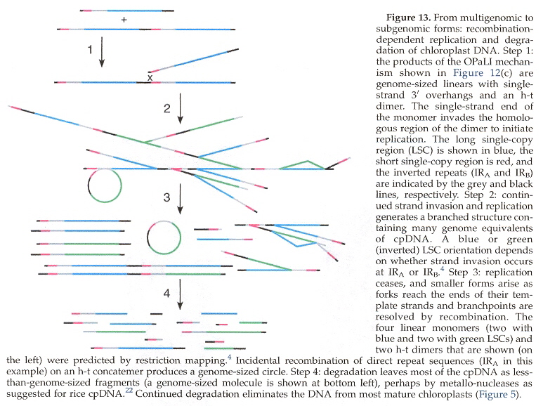cpDNA Replication Ceases