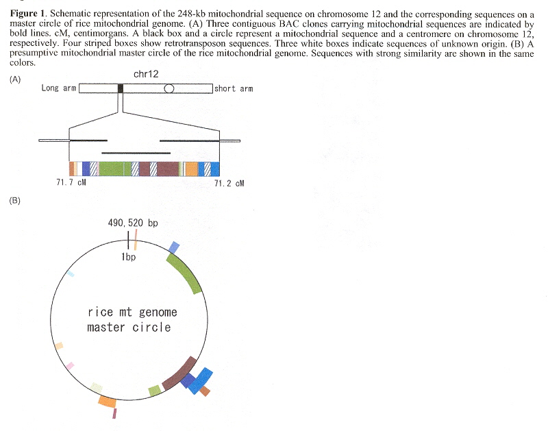 numtDNA