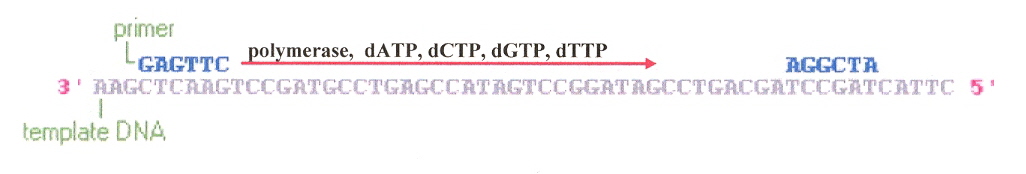 Polymerase Mechanism