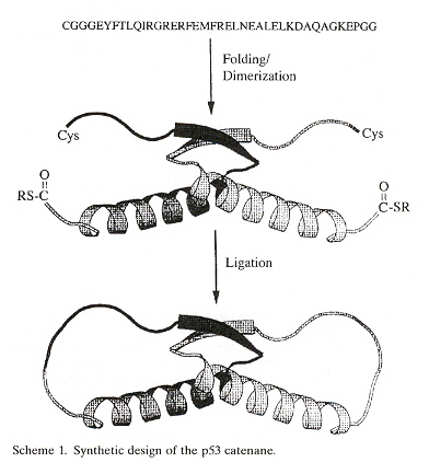 Protein Catenanes