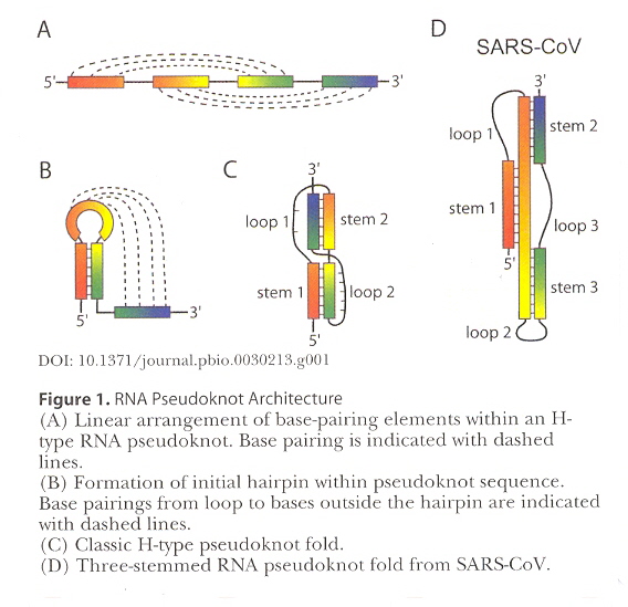 Pseudoknot Folding
