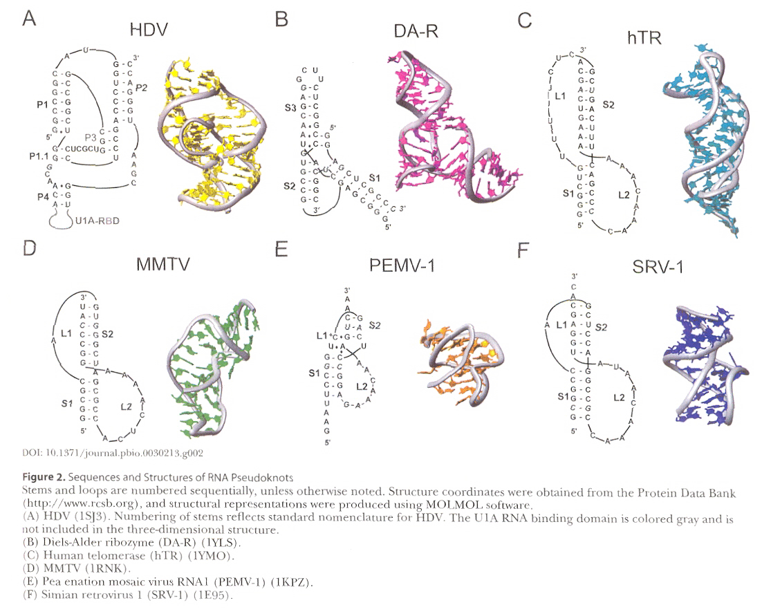 Examples of Pseudoknots