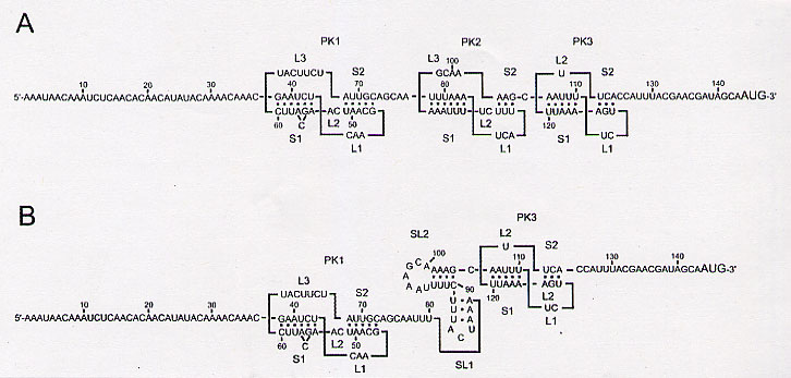 Pseudoknots