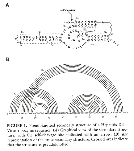 Nussinov Pseudoknot