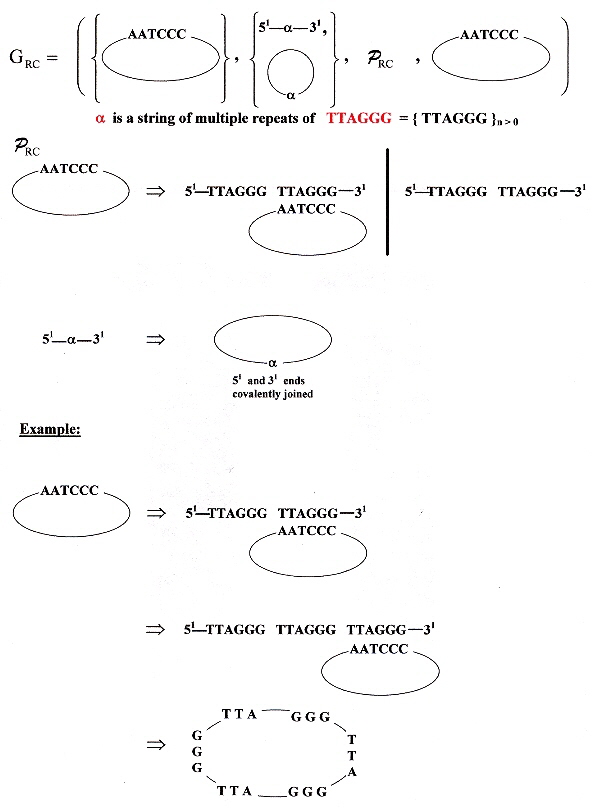Rolling Circle Replication Grammar