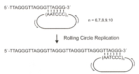 Rolling Circle Replication