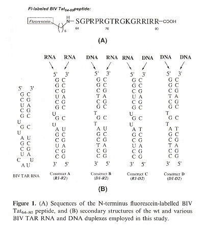 RNA/DNA duplexes
