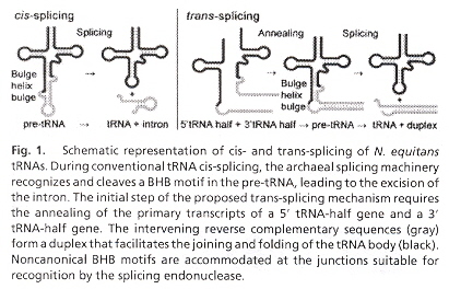 tRNA cis- and trans-splicing