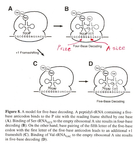 Ribosomal P and A frameshifting
