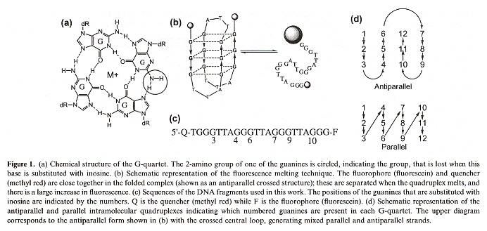 Inosine Parallel & antiparallel Quadruplexes