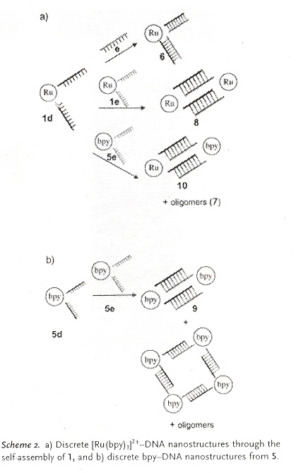 Self-Assembling Bipyridine DNA