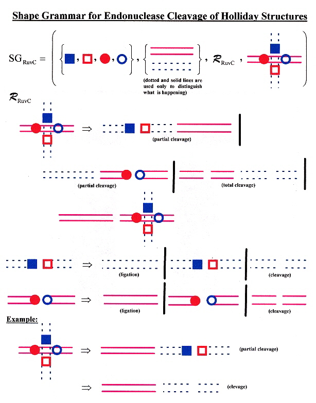 Shape Grammar for RuvC Holliday Structure Cleavage