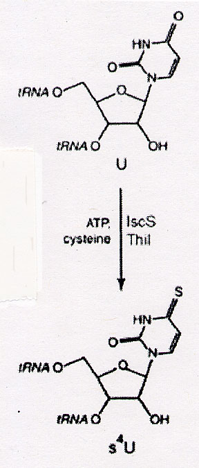 4-thiouridine