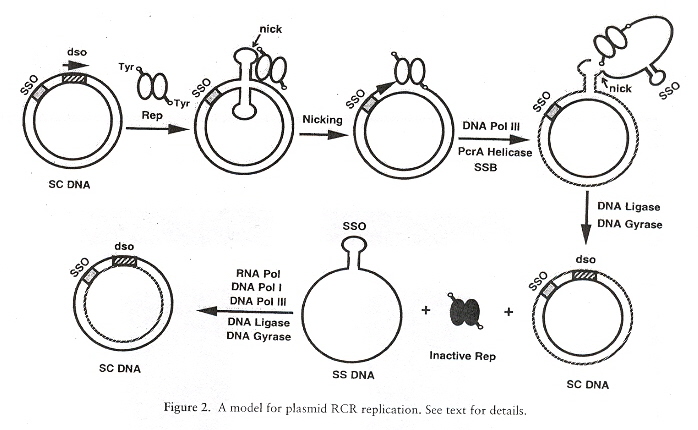 Rolling Circle Replication, part I