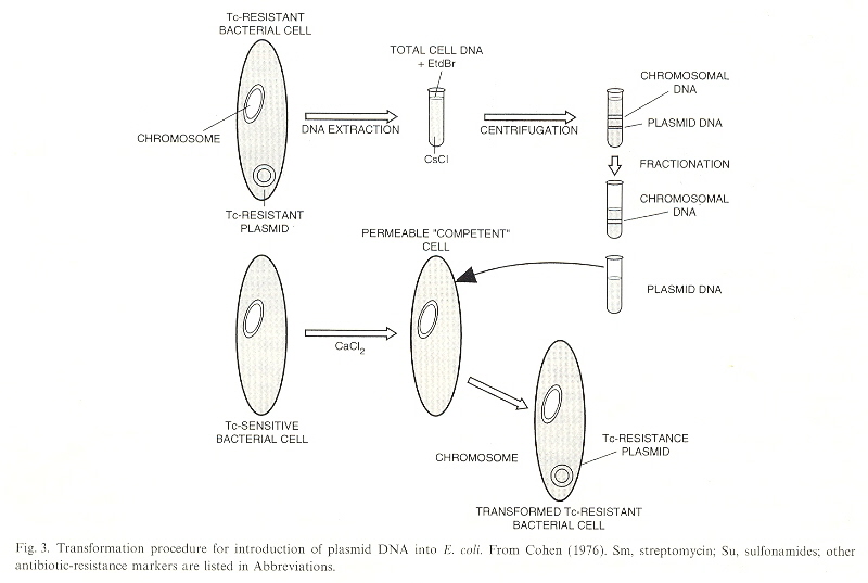 Cloning: Duplicates
