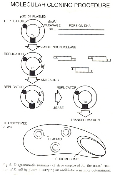 Cloning: Introducing Alien DNA