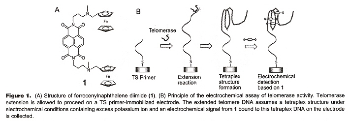 Telomerase Action
