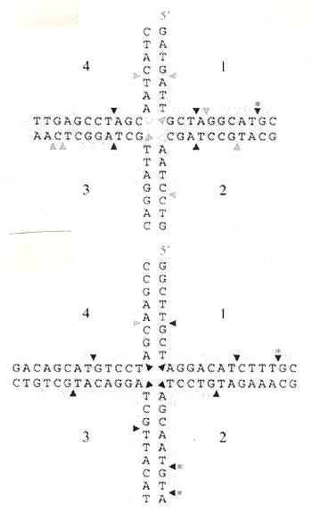 Cleavage of Holliday Junctions by 67uvC