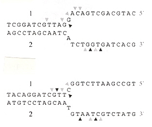 Cleavage of Fork Junctions by 67uvC