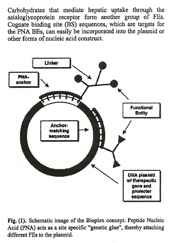 Plasmid/PNA Therapeutic Vector