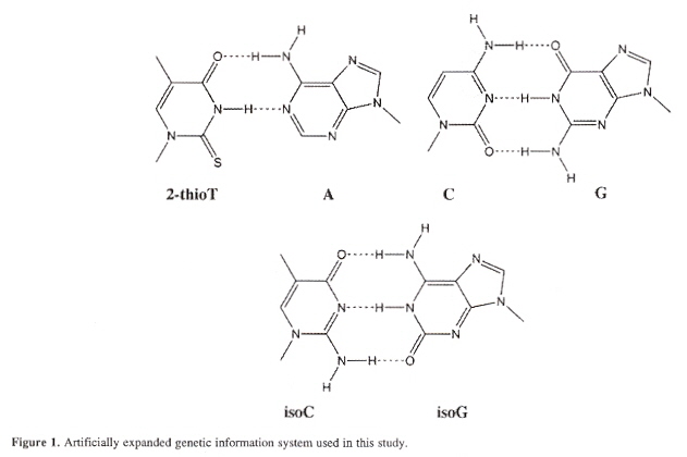 Thymidine analog DNA base alphabet