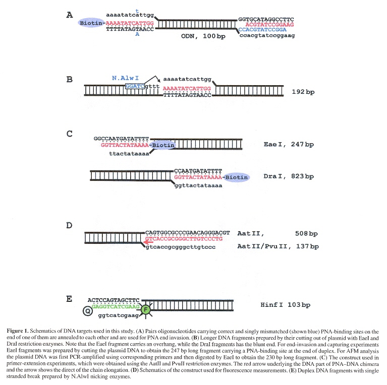 Terminal Mixed-Base dsDNA PNA Invasion