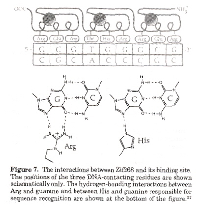 3 tandem zinc finger domain