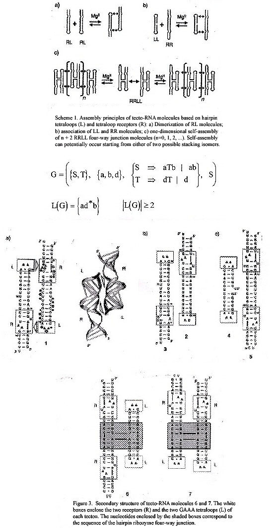 RNA tecto