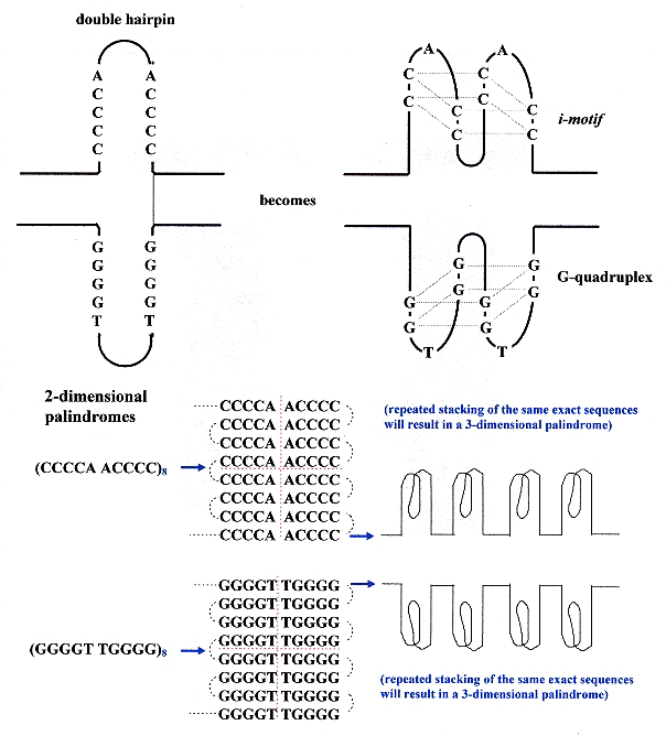 Some Quadruplex & i-motif possibilities