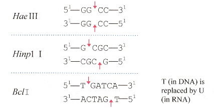 Restriction Endonucleases