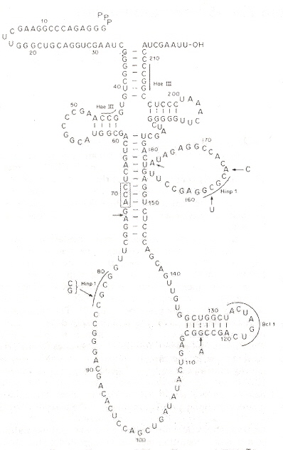 H. mediterranaei tRNA Intron Excision