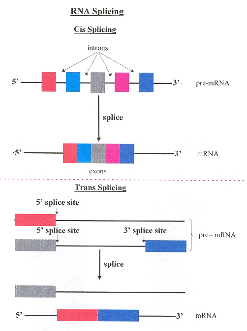 Cis/Trans Splicing