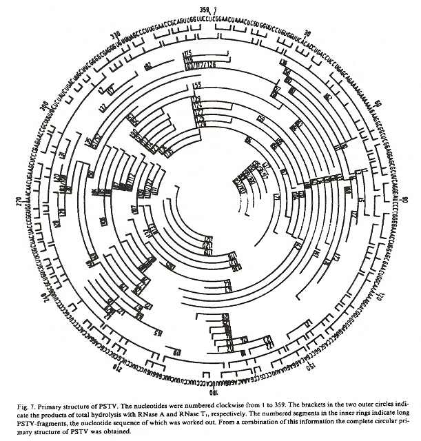 Circular PSTVd RNA